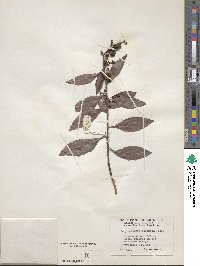 Laguncularia racemosa image