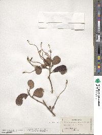 Laguncularia racemosa image