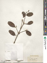 Laguncularia racemosa image