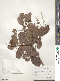 Laguncularia racemosa image