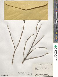 Laguncularia racemosa image