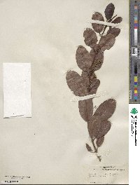 Laguncularia racemosa image