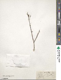 Laguncularia racemosa image