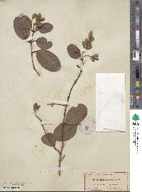 Laguncularia racemosa image