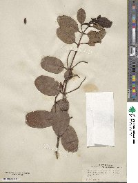 Laguncularia racemosa image