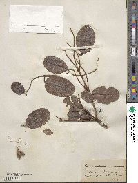 Laguncularia racemosa image