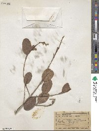 Laguncularia racemosa image