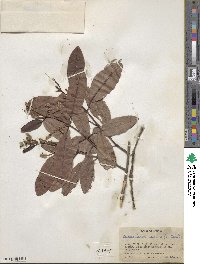 Laguncularia racemosa image