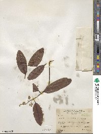 Laguncularia racemosa image