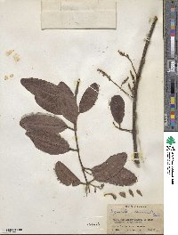 Laguncularia racemosa image