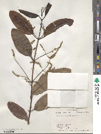 Laguncularia racemosa image