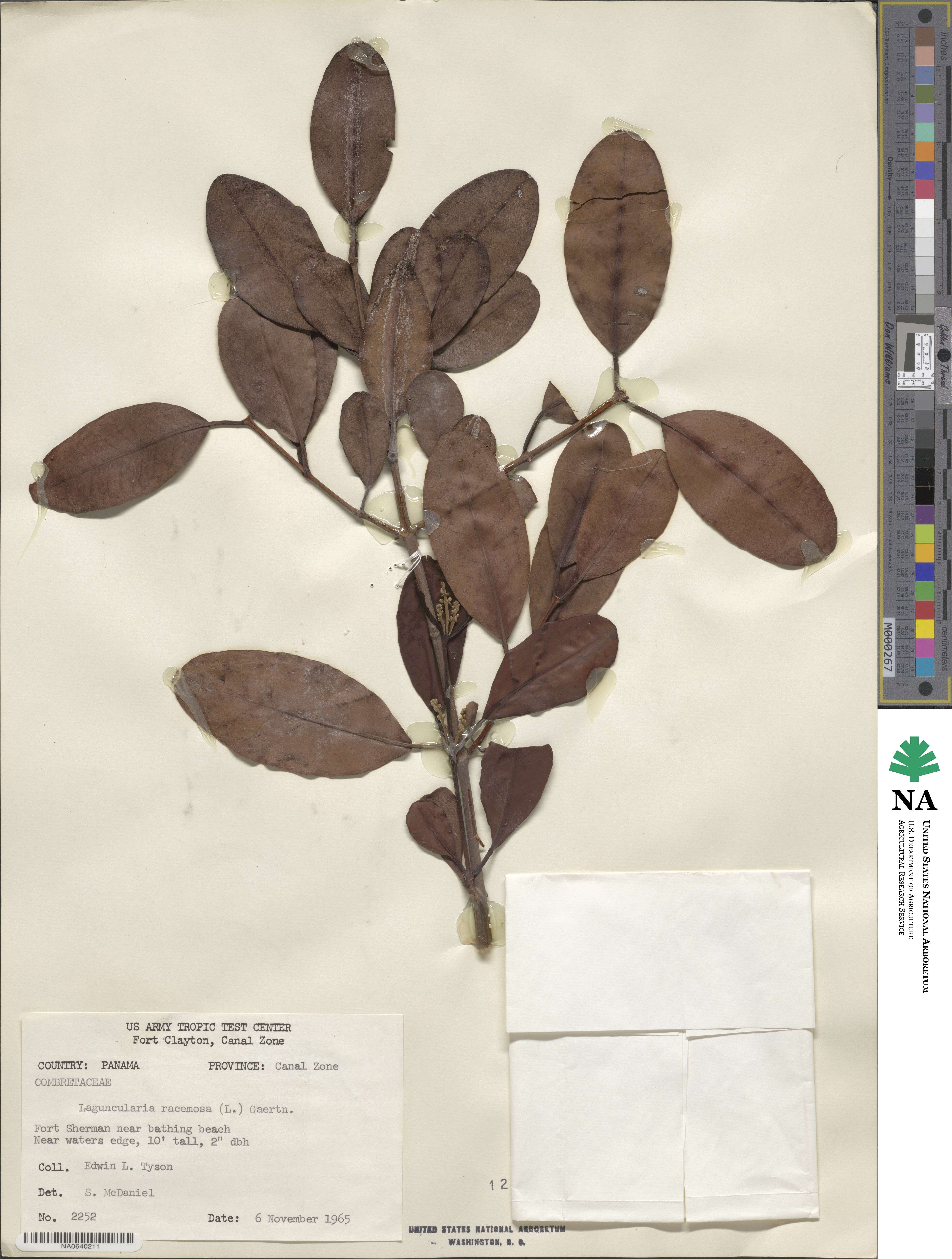 Laguncularia racemosa image