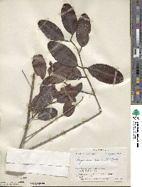 Laguncularia racemosa image