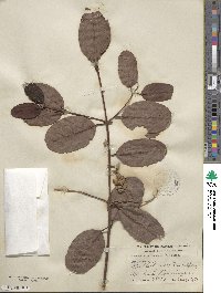 Laguncularia racemosa image