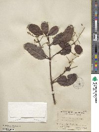 Laguncularia racemosa image