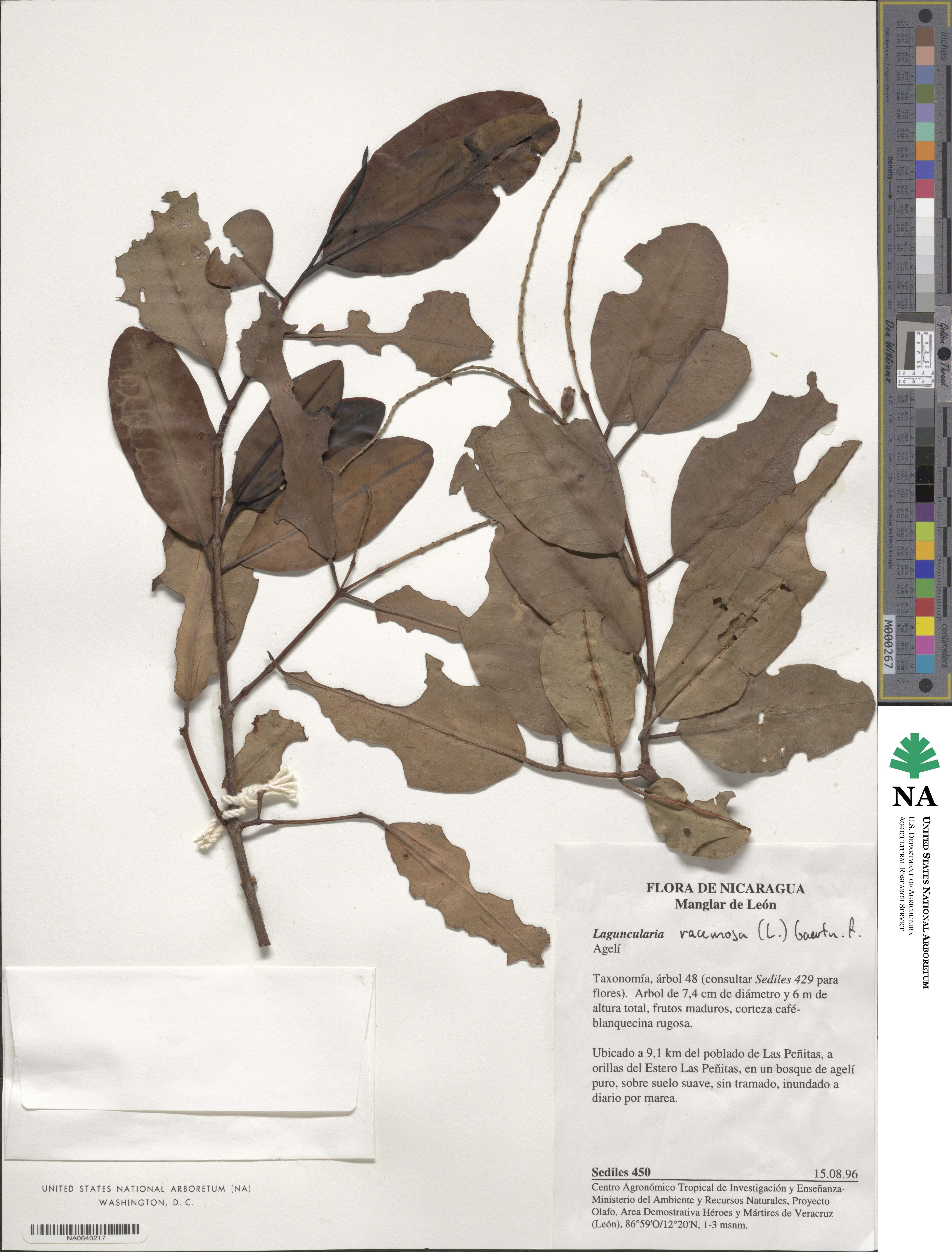 Laguncularia image