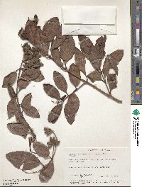 Laguncularia racemosa image