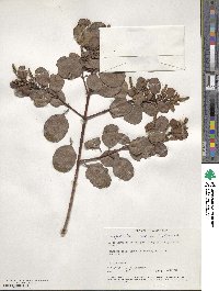 Laguncularia racemosa image