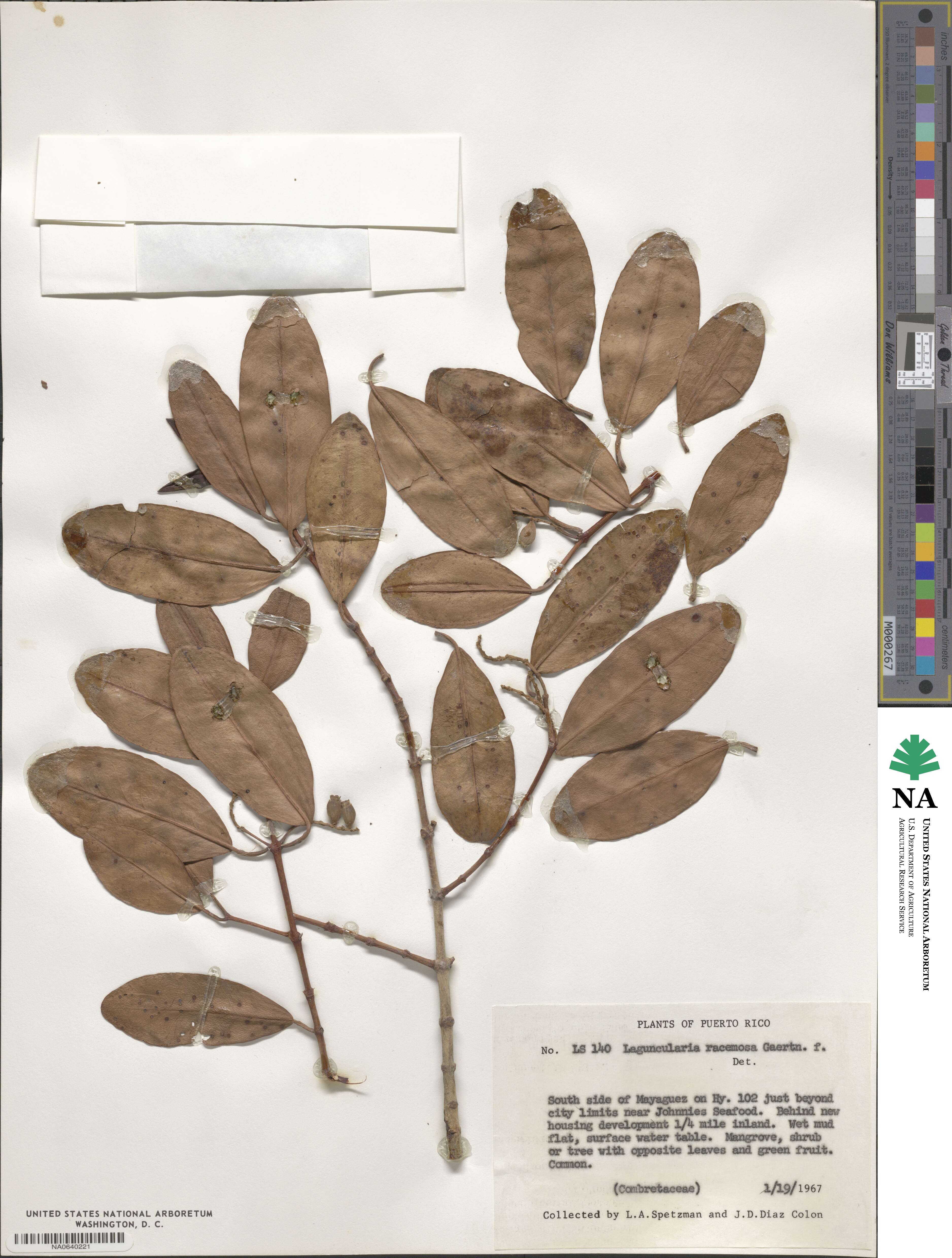 Laguncularia racemosa image