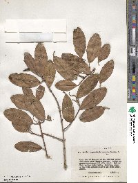 Laguncularia racemosa image