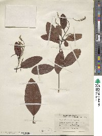 Laguncularia racemosa image