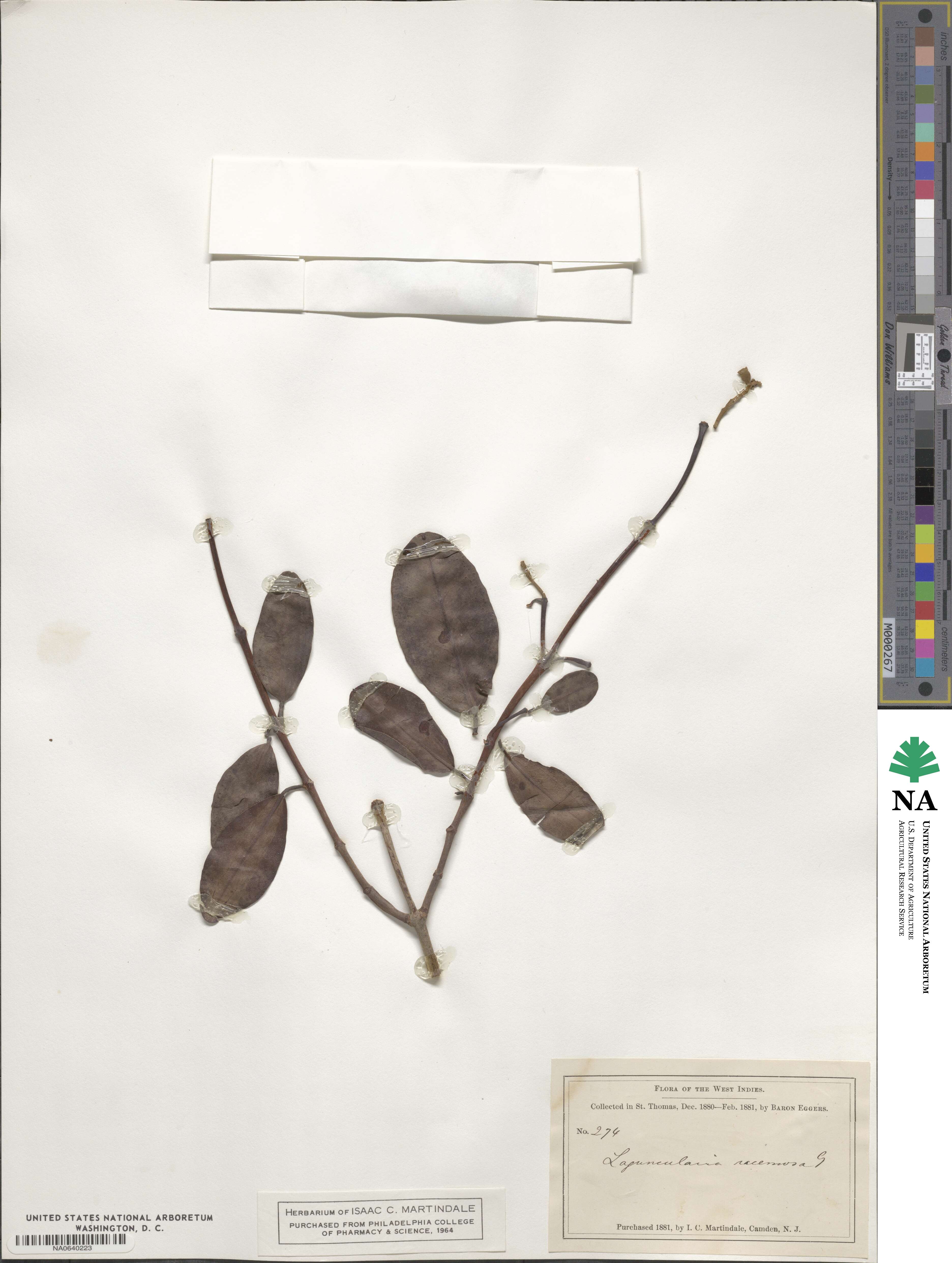 Laguncularia racemosa image