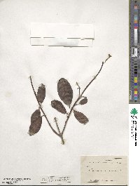 Laguncularia racemosa image