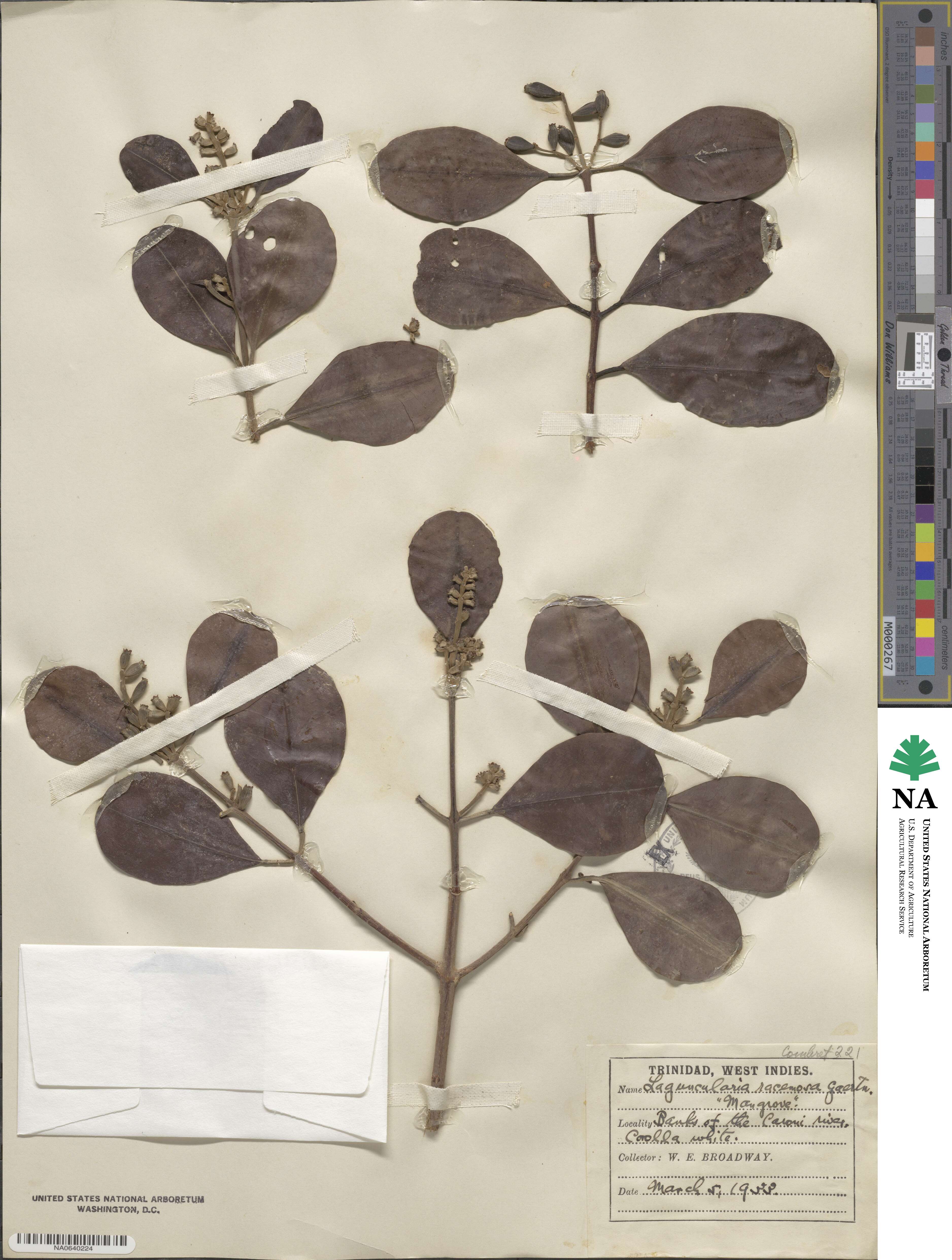 Laguncularia image