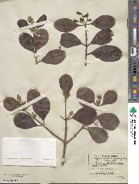 Laguncularia racemosa image