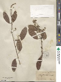 Laguncularia racemosa image