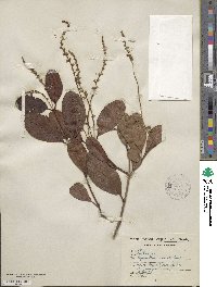 Laguncularia racemosa image