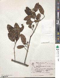 Laguncularia racemosa image