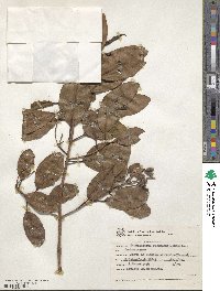 Laguncularia racemosa image