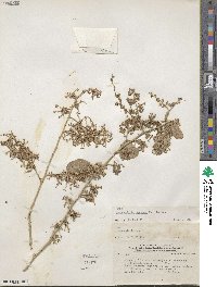 Laguncularia racemosa image