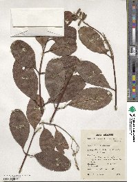 Laguncularia racemosa image