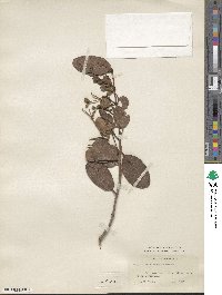 Laguncularia racemosa image