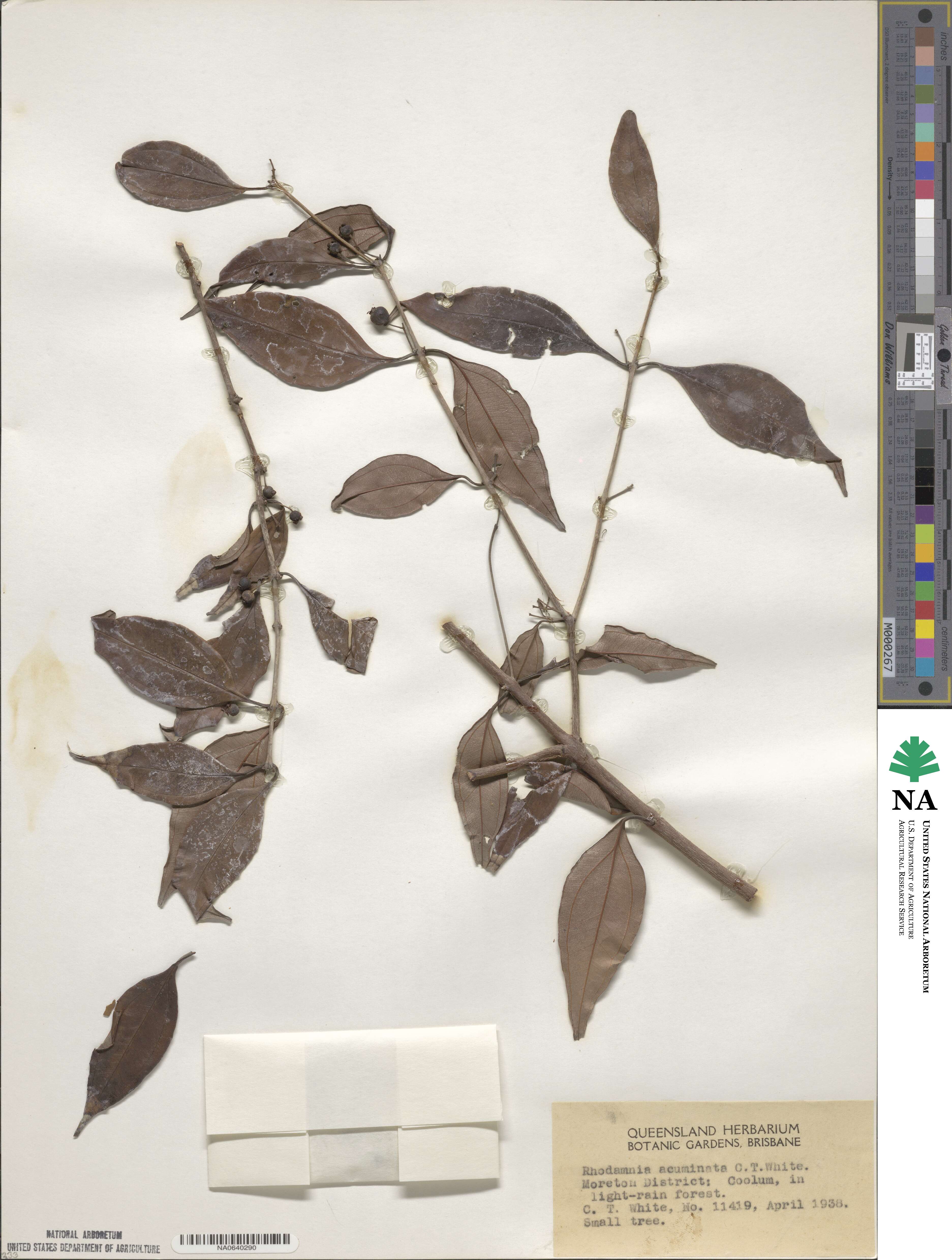 Rhodamnia acuminata image