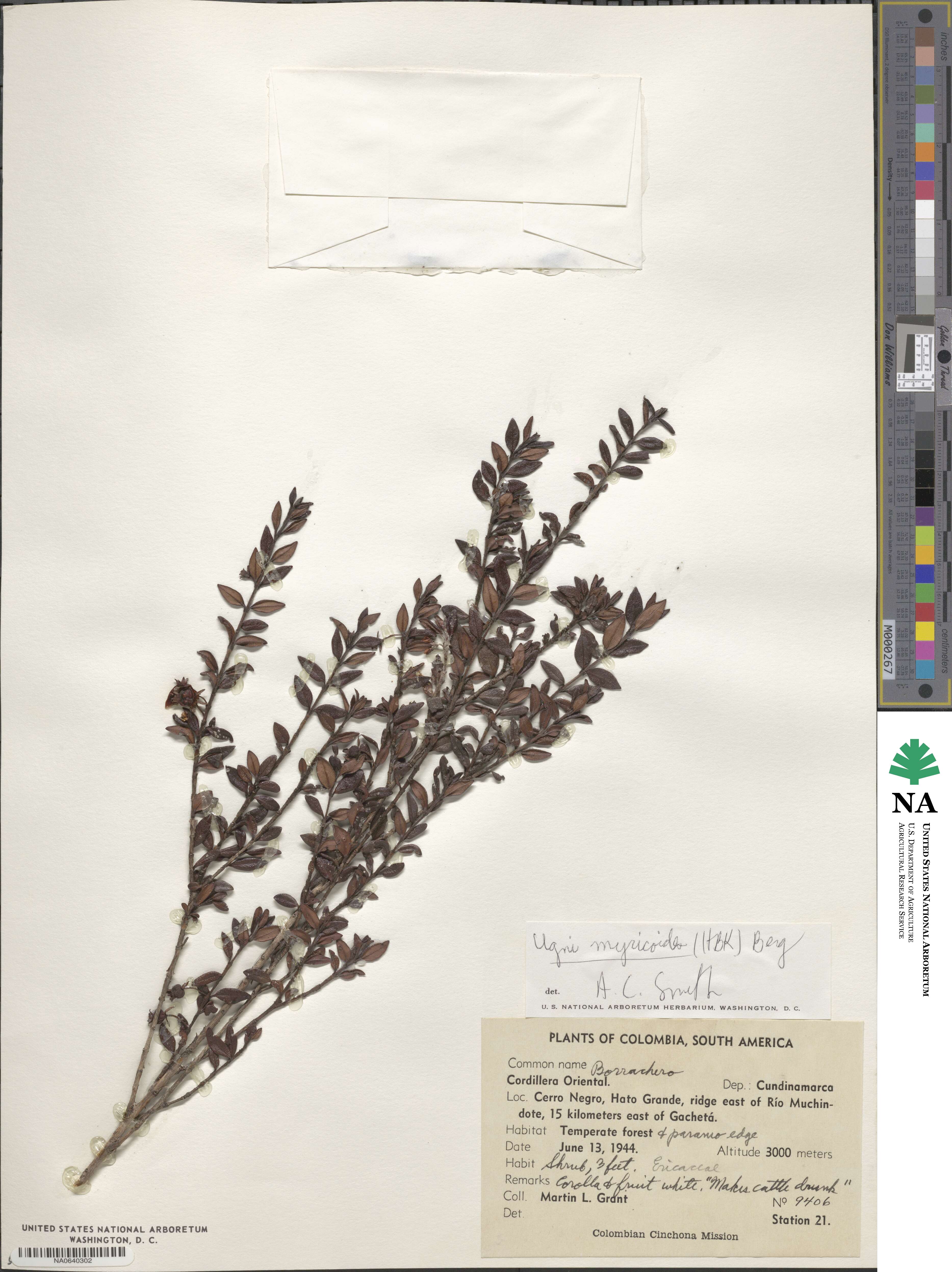 Ugni myricoides image