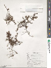 Myrteola nummularia image