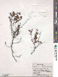 Myrteola nummularia image