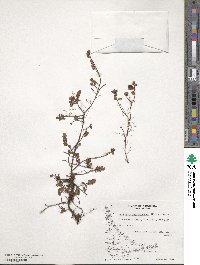 Myrteola nummularia image