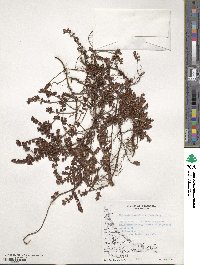 Myrteola nummularia image