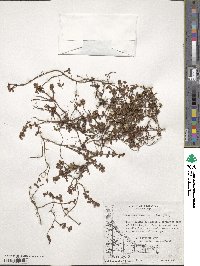 Myrteola nummularia image