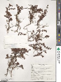 Myrteola nummularia image