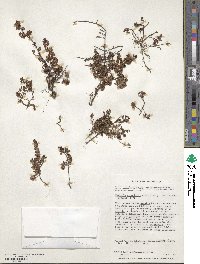 Myrteola nummularia image