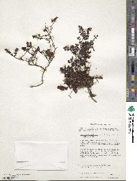 Myrteola nummularia image