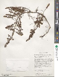 Myrteola nummularia image