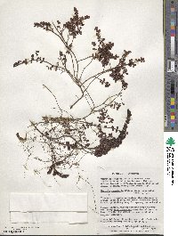 Myrteola nummularia image