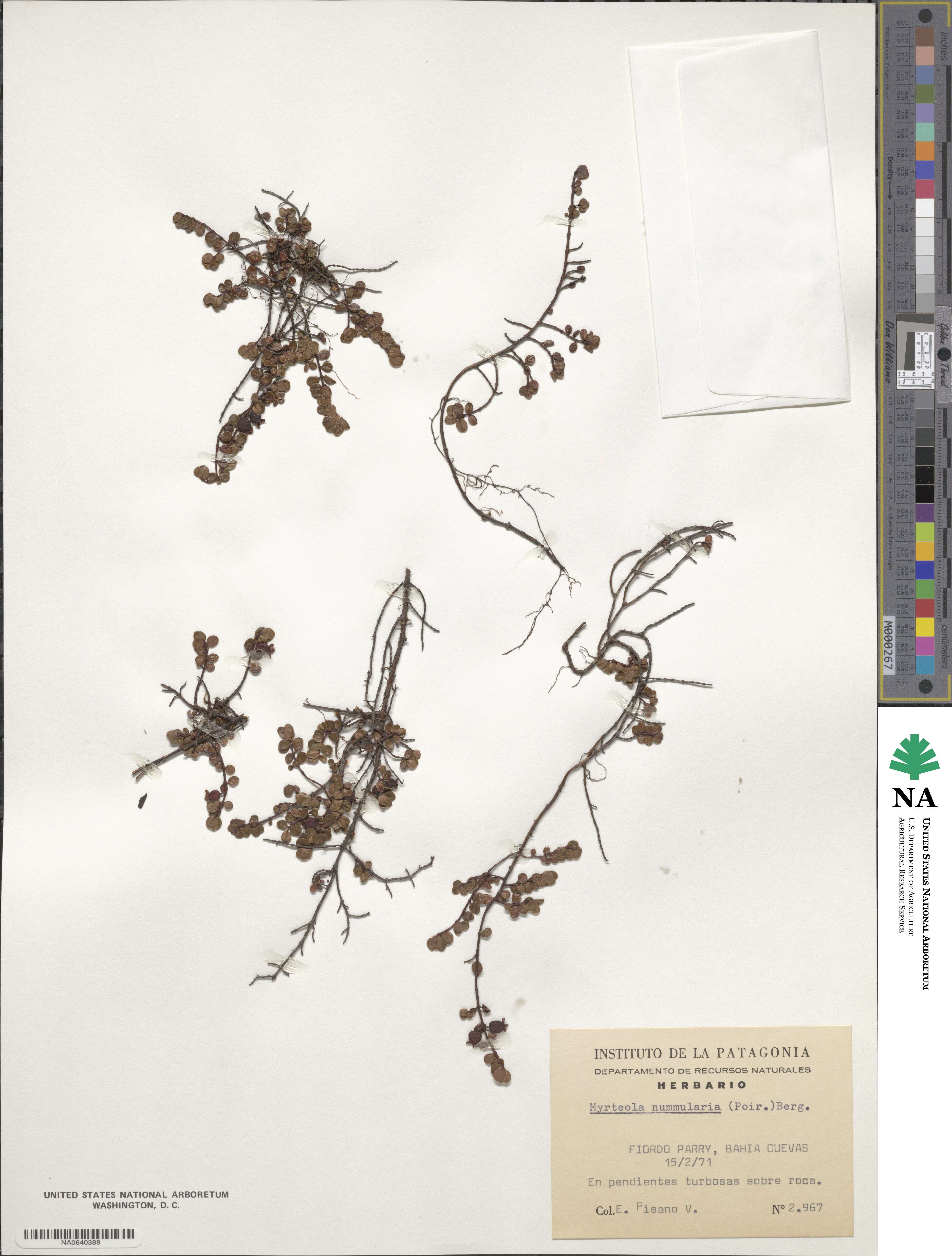 Myrteola nummularia image