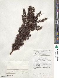 Myrteola nummularia image